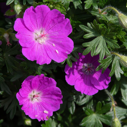 Geranium 'Max Frei' | Cranesbill – Gardeners Dream