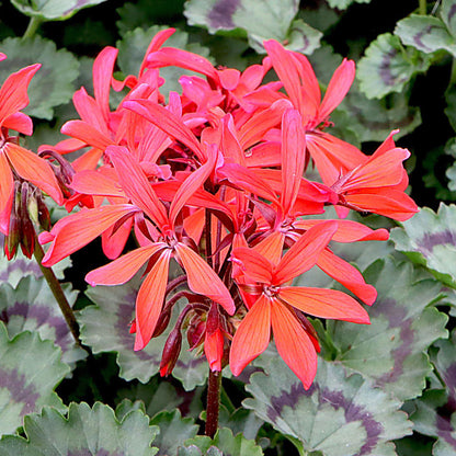 Geranium Variegated Distinction Bedding Plants | Fancy Leaf – Gardeners ...