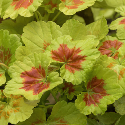Geranium Variegated Occold Shield Bedding Plants | Fancy Leaf ...