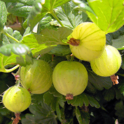 Gooseberry 'Careless' | Gooseberry – Gardeners Dream