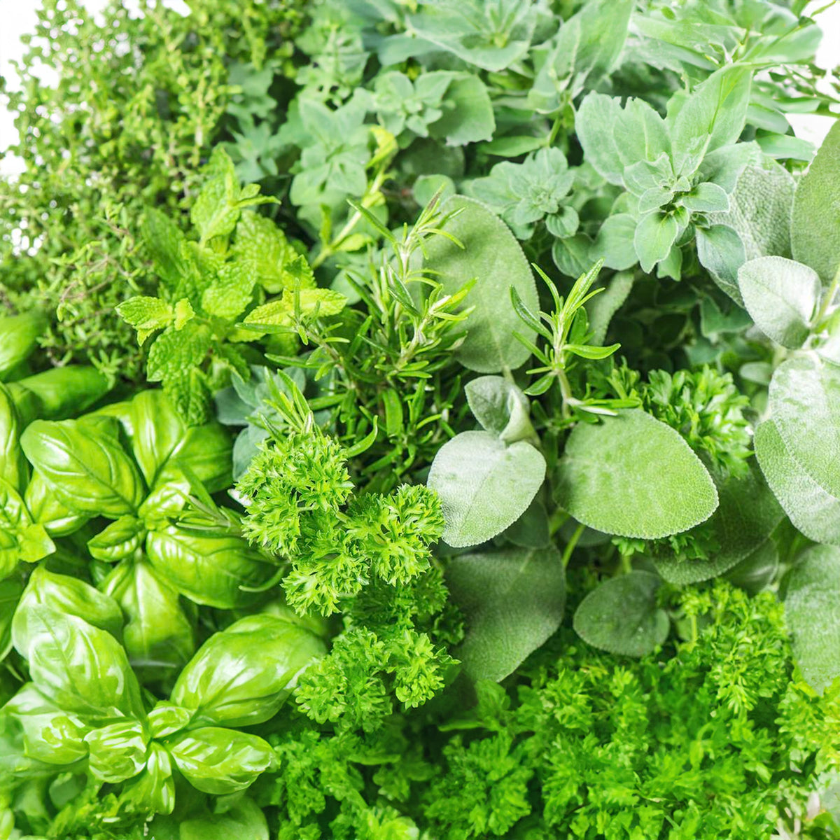 Herb Mix - 14cm | Mixed Varieties – Gardeners Dream