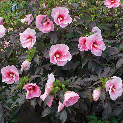 Hibiscus 'Carousel Pink Candy' | Rose Mallow – Gardeners Dream
