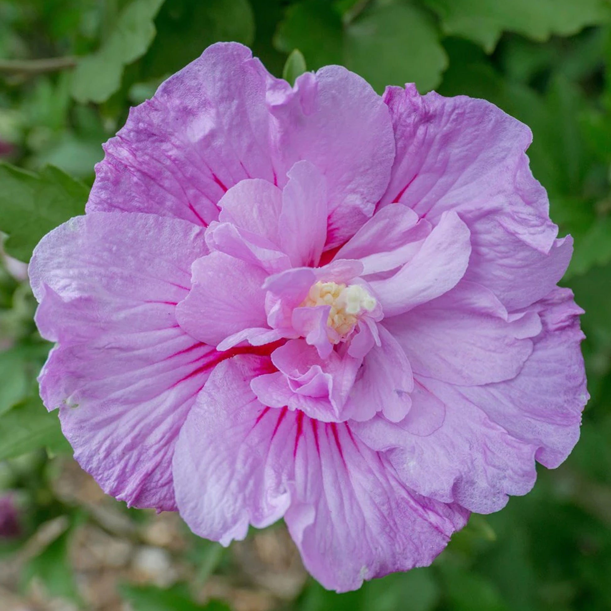 lavender chiffon tree Hibiscus 'Lavender Chiffon' Patio Tree