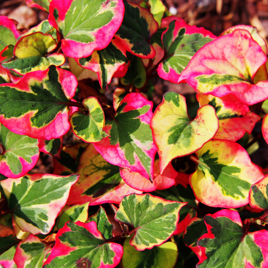 Houttuynia 'Flame'