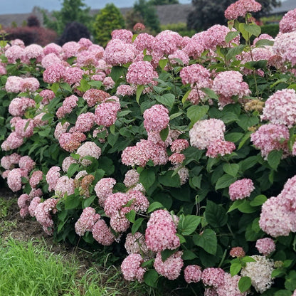 Hydrangea 'Candybelle Bubblegum' | Sevenbark – Gardeners Dream