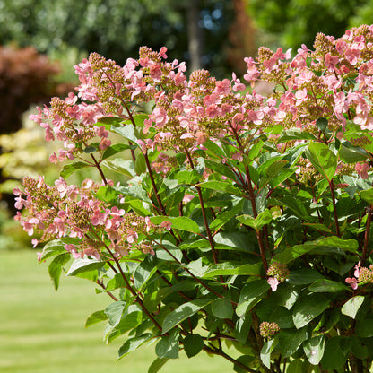 Hydrangea 'Early Harry' | Mountain Hydrangea – Gardeners Dream