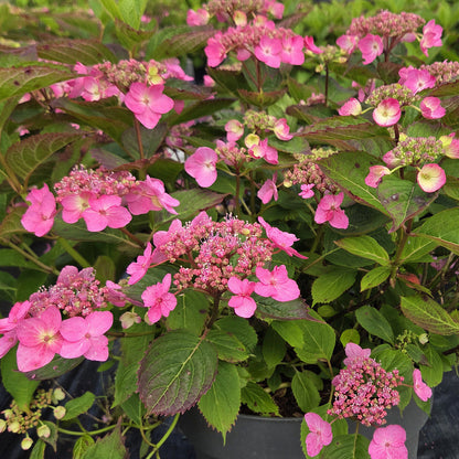 Hydrangea 'Magic Pillow Pink' | Mountain Hydrangea – Gardeners Dream