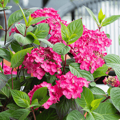 Hydrangea 'Magic Sunset' | Mountain Hydrangea – Gardeners Dream