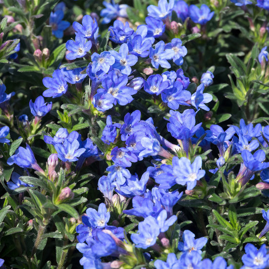 Lithodora 'Heavenly Blue'