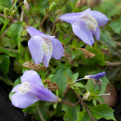 Mazus reptans | Creeping Mazus – Gardeners Dream