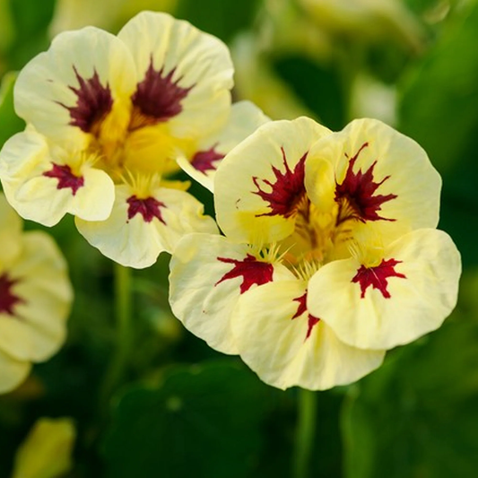 Nasturtium 'Chameleon' Carry Pack