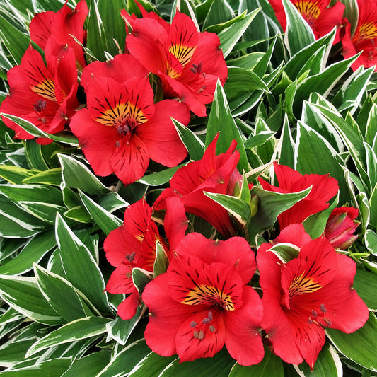 Alstroemeria 'Colorita Katiana'