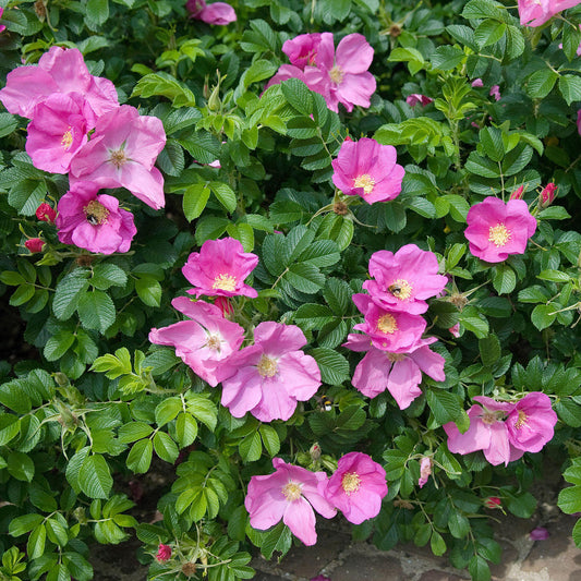 Common Wild Rose Bare Root Hedge