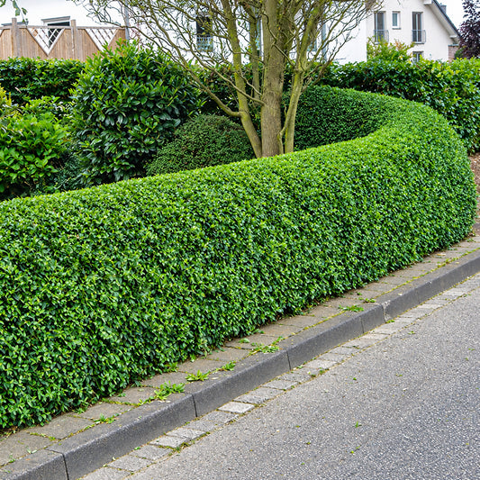 Green Privet Bare Root Hedge