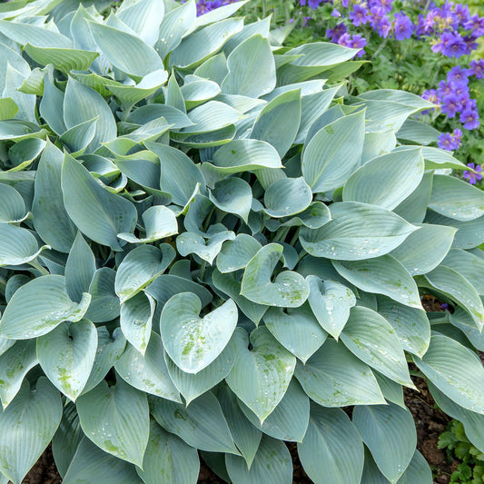 Hosta 'Halcyon'