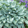 Hosta 'Halcyon'