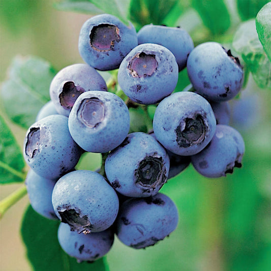Blueberry 'Goldtraube'