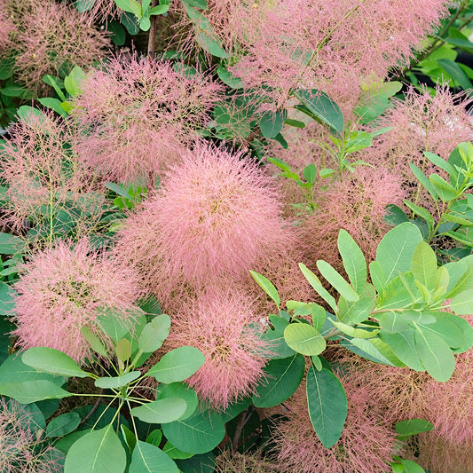 Cotinus 'Candy Floss'