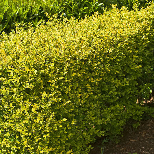 Golden Privet Bare Root Hedge