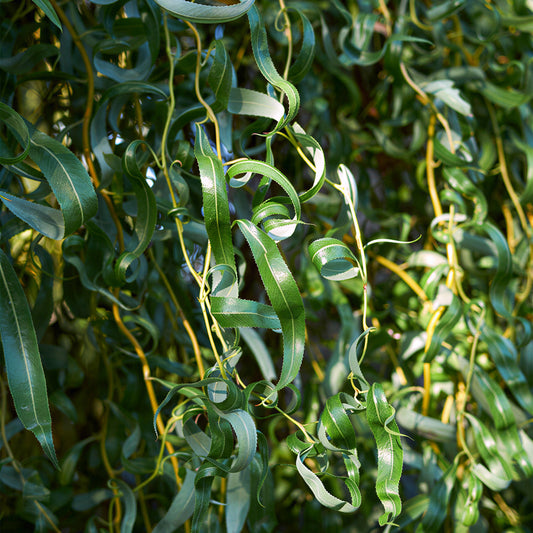 White Willow Bare Root Hedge