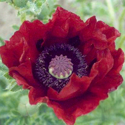 Papaver 'Waltzing Mathilde' | Oriental Poppy – Gardeners Dream