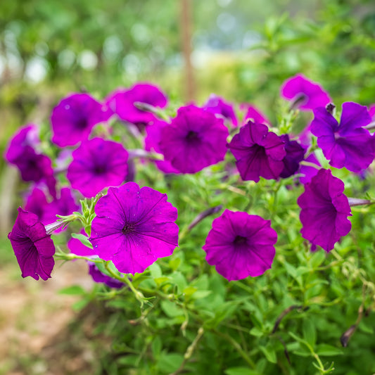 Petunia 'Amethyst' Carry Pack