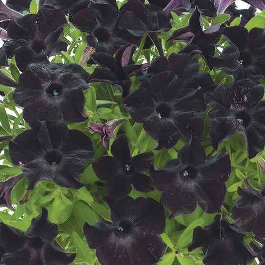 Petunia 'Black Ray' Carry Pack