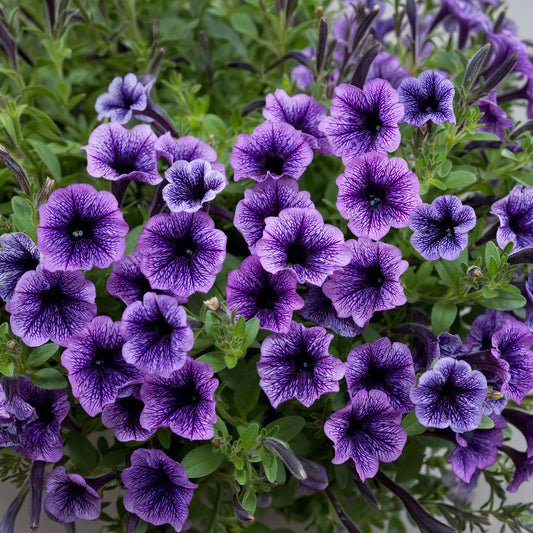 Petunia 'Littletunia Blue Vein' Carry Pack