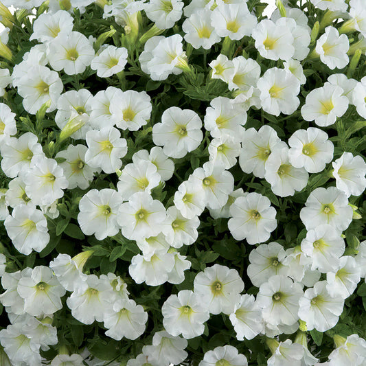 Petunia 'Littletunia White Grace' Carry Pack