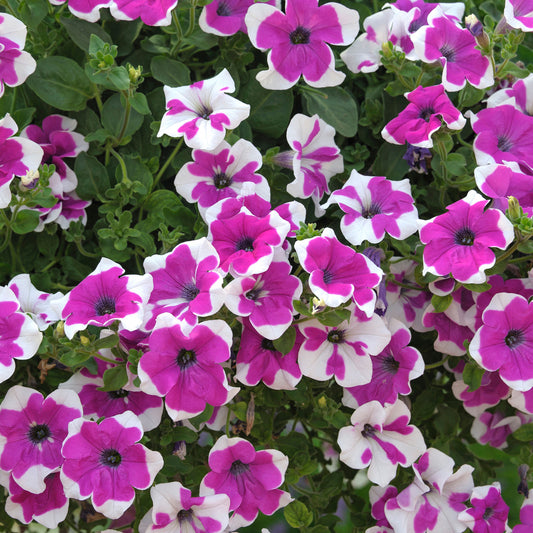 Petunia 'Purple Picotee' Carry Pack