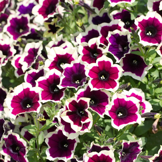 Petunia 'Rim Magenta' Carry Pack
