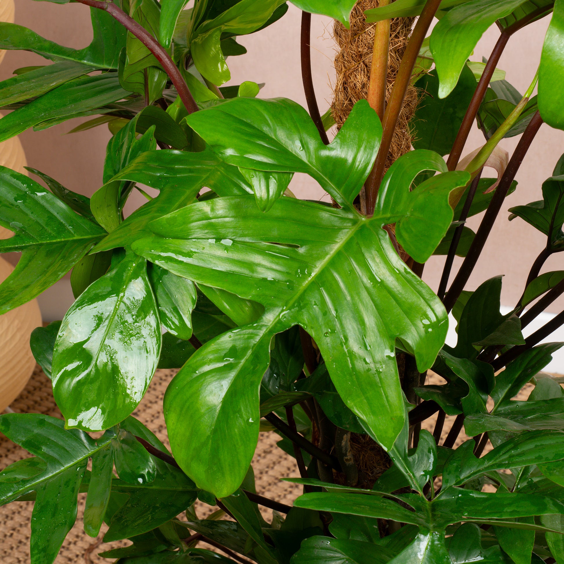 oak leaf philodendron care Philodendron pedatum