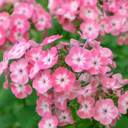 Phlox 'Sweet Summer Candy'