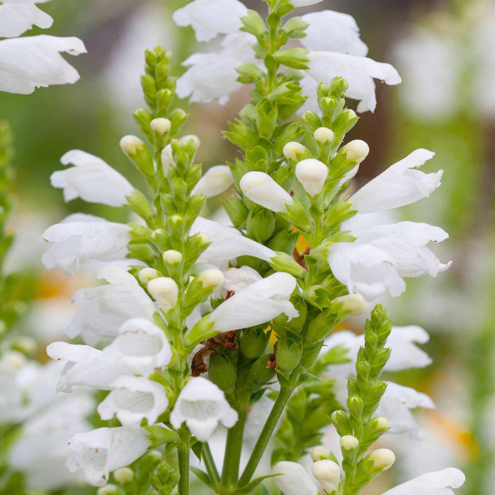 Physostegia 'Crystal Peak White'