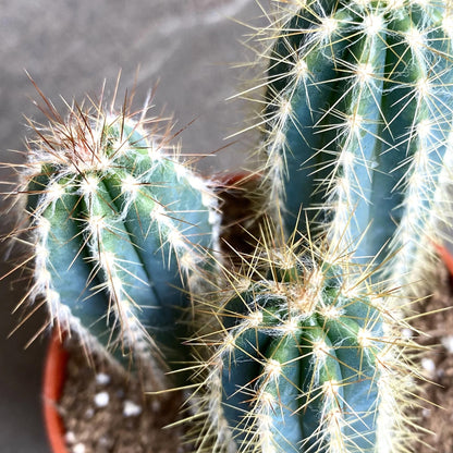 Cactus Azul Pilosocereus azureus Cactus | Blue Torch – Gardeners Dream