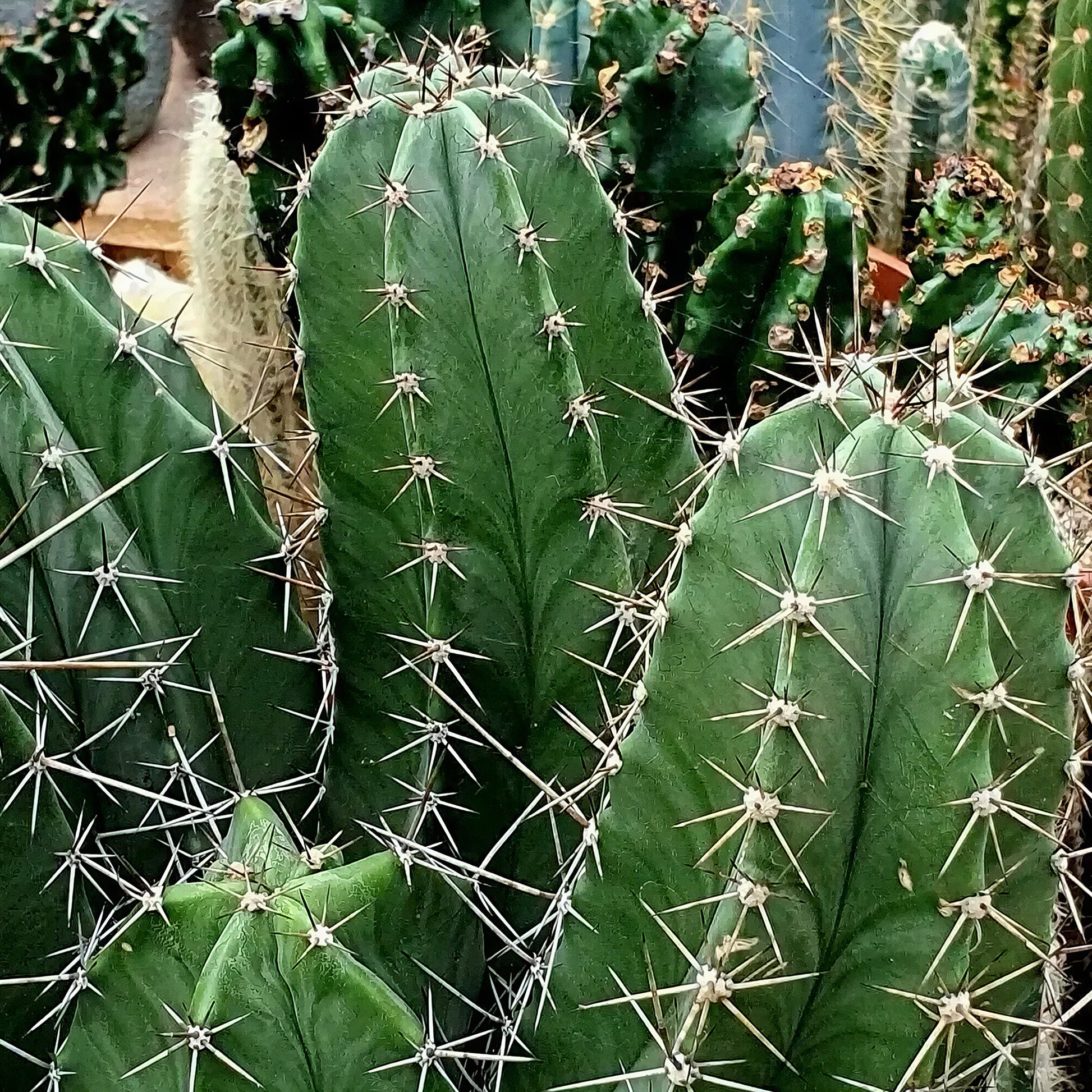 san pedro cactus uk Polaskia chichipe