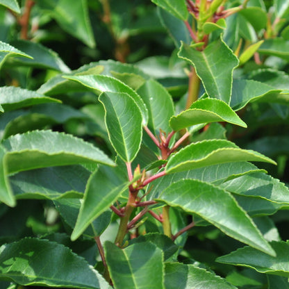 Prunus angustifolia Patio Tree | Chickasaw Plum Tree – Gardeners Dream