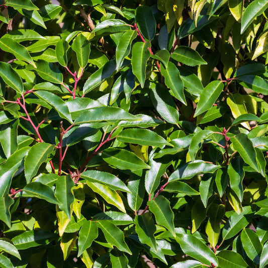 Prunus 'Myrtifolia'