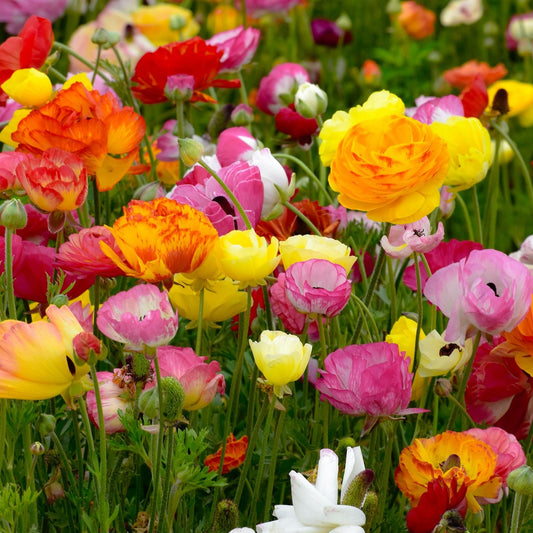 Ranunculus 'Tomer Mix'