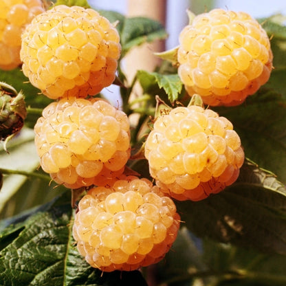 Raspberry 'Lowberry Good As Gold' | Raspberry – Gardeners Dream