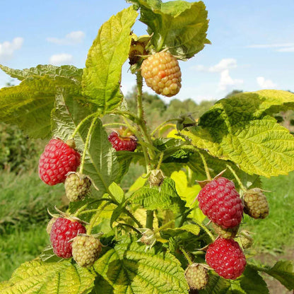 Grona Raspberry Raspberry 'Groovy' | Raspberry – Gardeners Dream