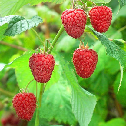 Mallin Raspberry Raspberry 'Malling Promise' | Raspberry – Gardeners Dream