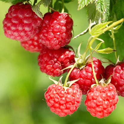 Raspberry 'Malling Admiral' | Raspberry – Gardeners Dream