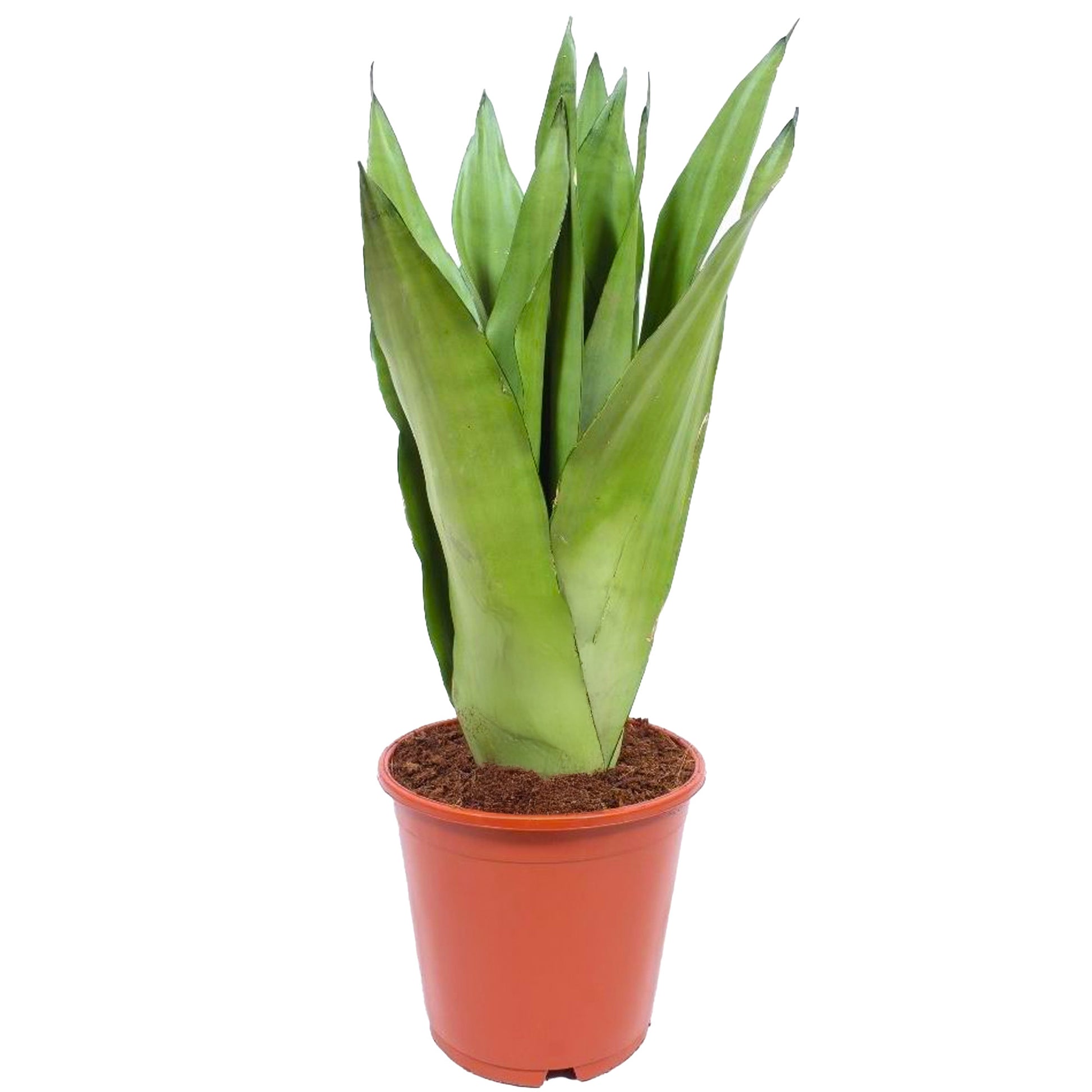 sansevieria moonshine uk Sansevieria 'Moonshine'