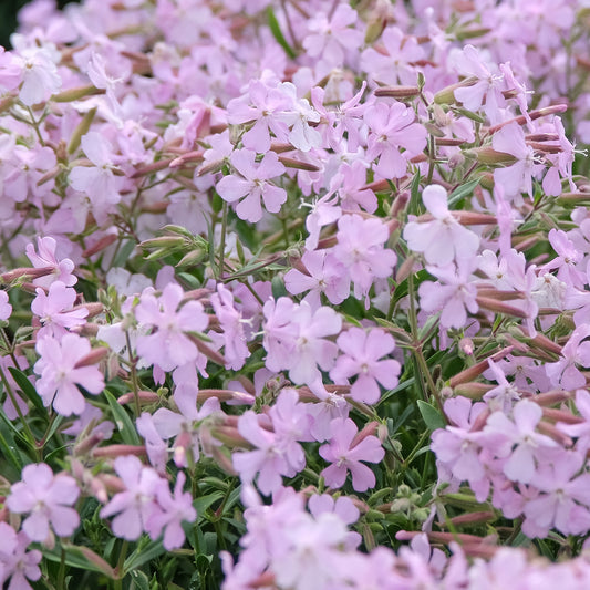 Saponaria 'Max Frei'