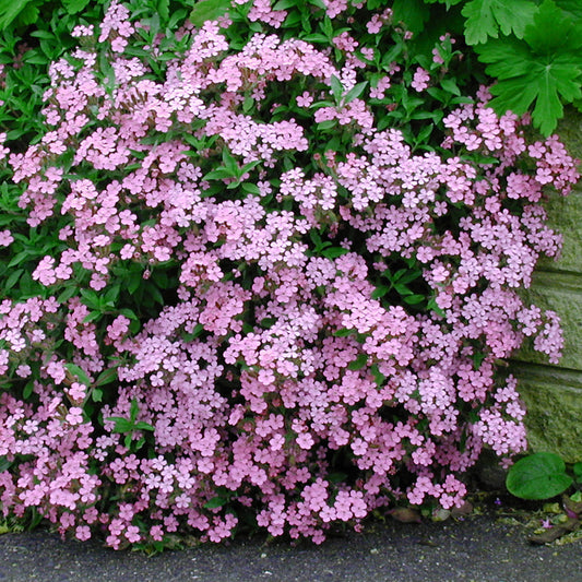 Saponaria ocymoides