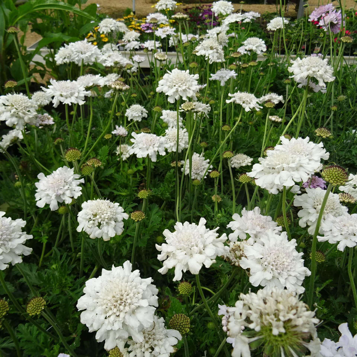 Pincushion Flower - Flutter Pure White