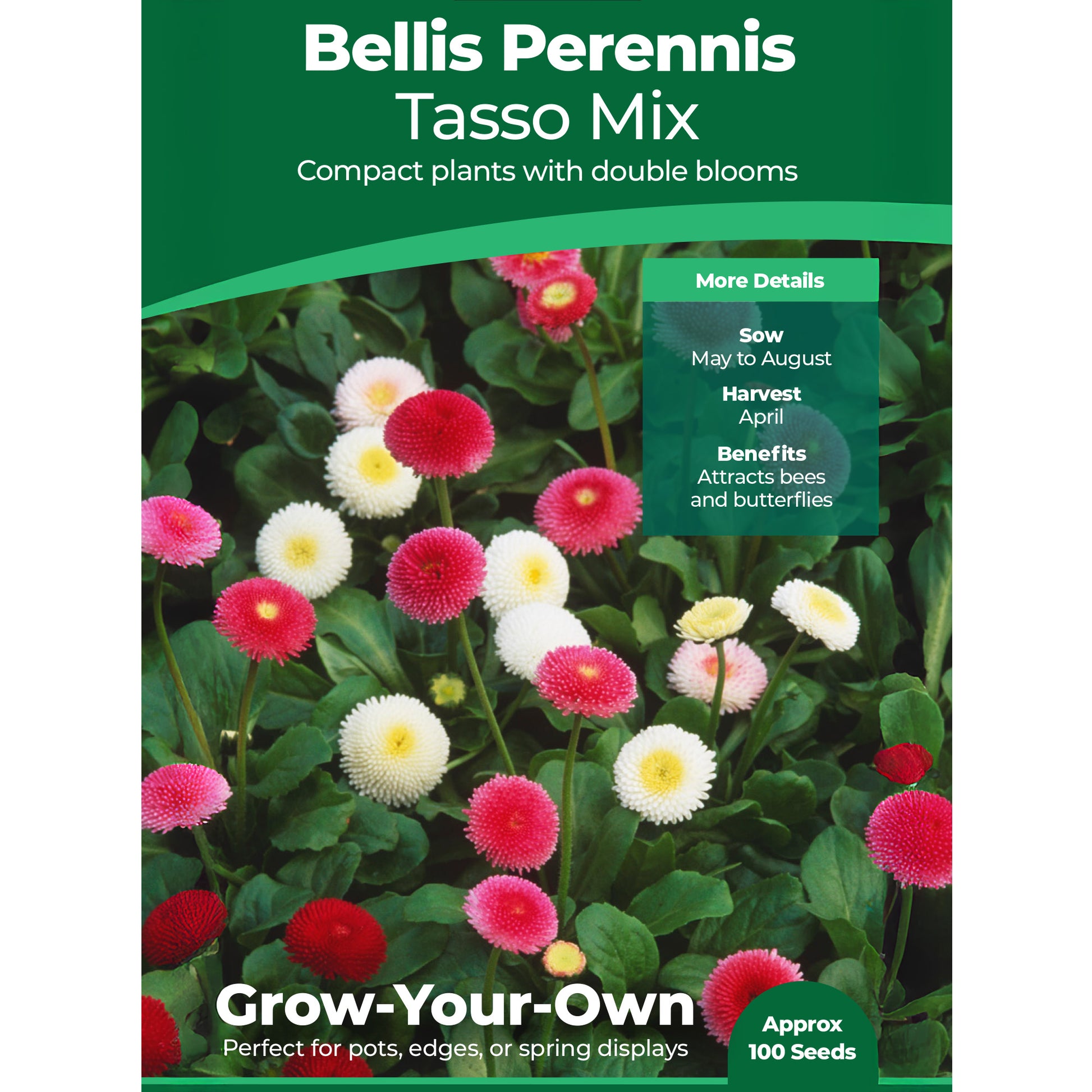 bellis flower seeds Bellis Perennis Tasso Mixed Seeds