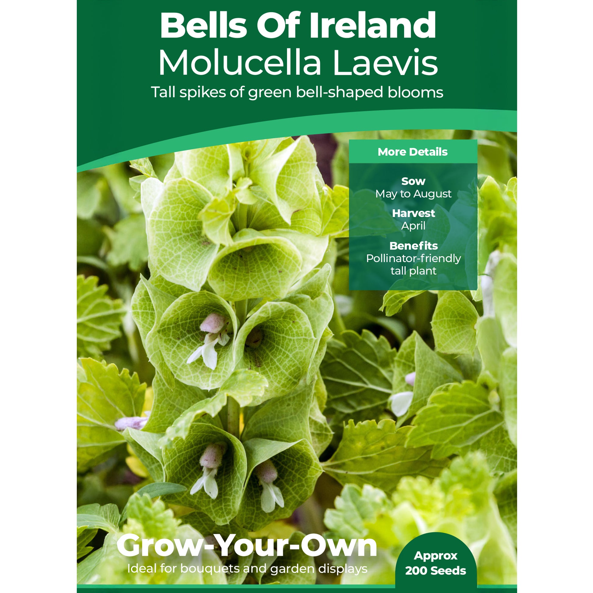 plant seeds ireland Bells of Ireland Seeds | Garden Flowers