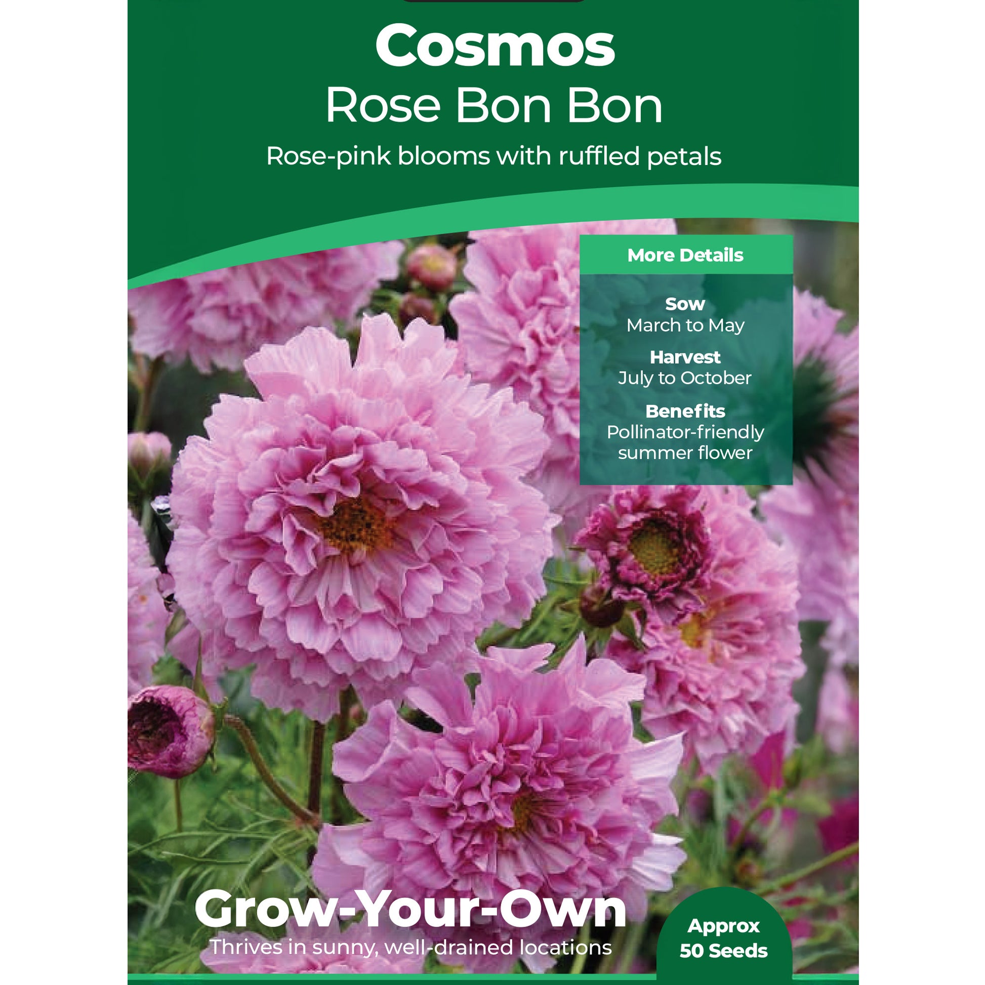 cosmos rose bonbon seeds Cosmos Rose Double Click Bon Bon Seeds